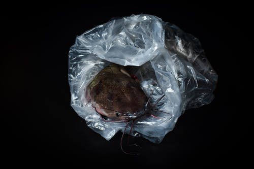 有关冷, 动物, 可口的的免费素材图片