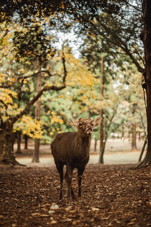 有关下落, 公園, 動物的免费素材图片