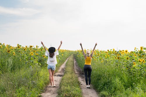 有关冒险, 双手举起, 向日葵田的免费素材图片