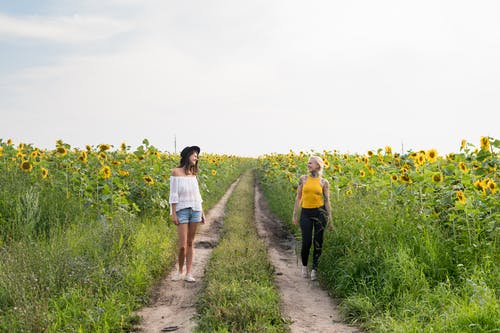 有关冒险, 向日葵田, 女性的免费素材图片