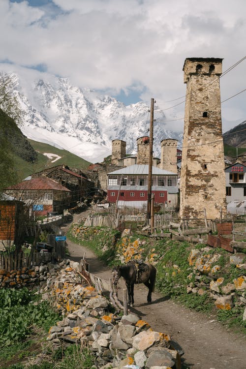 有关动物, 动物摄影, 哺乳动物的免费素材图片