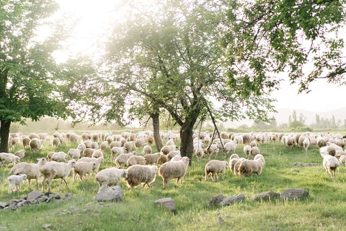 有关一群動物, 丰富, 動物養殖的免费素材图片