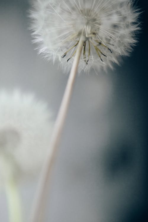 有关seedhead, 垂直拍摄, 小花的免费素材图片