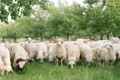 有关一群動物, 丰富, 山羊的免费素材图片