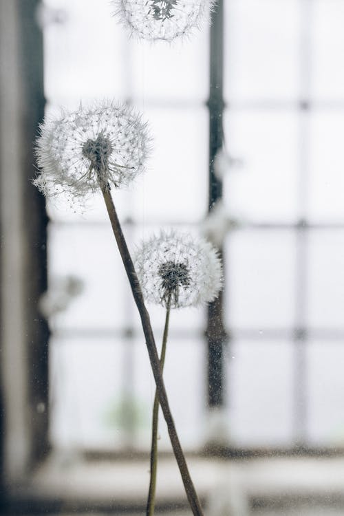 有关seedheads, 垂直拍摄, 小花的免费素材图片