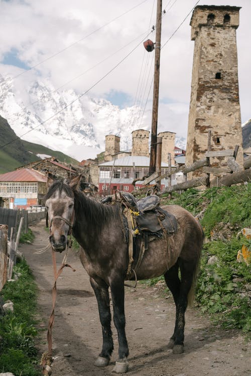 有关动物, 动物摄影, 哺乳动物的免费素材图片