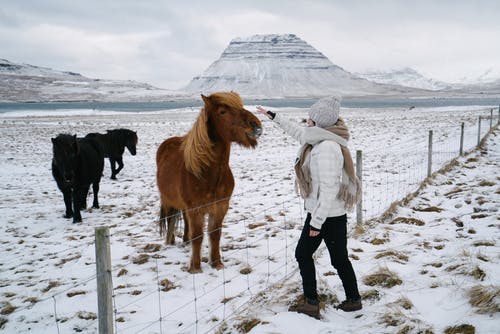 有关人, 冬衣, 冰岛的的免费素材图片