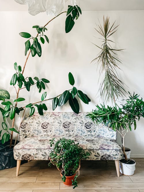 有关室內, 室內植物, 室內裝飾的免费素材图片