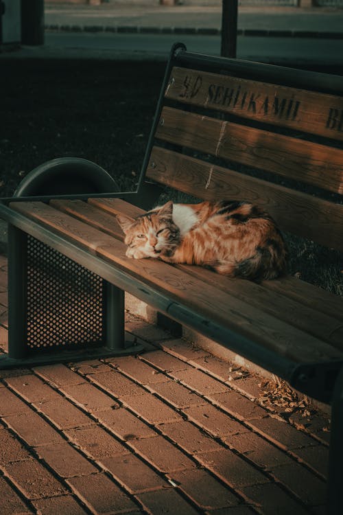 有关休息, 動物, 動物攝影的免费素材图片