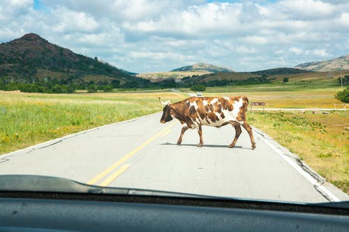 有关longhorn的, 动物, 动物摄影的免费素材图片