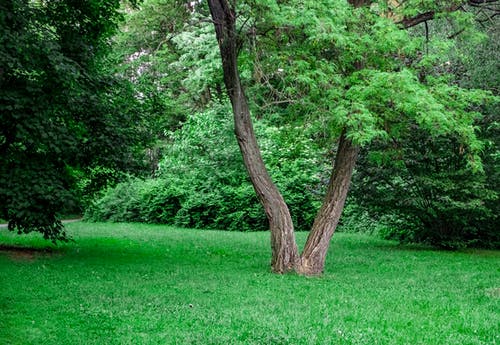 有关天性, 日落, 樹的免费素材图片