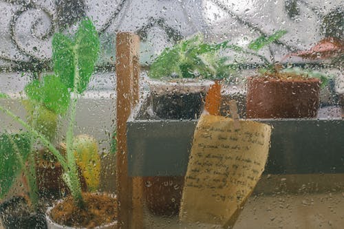 有关H2O, 修剪花草, 另类的免费素材图片