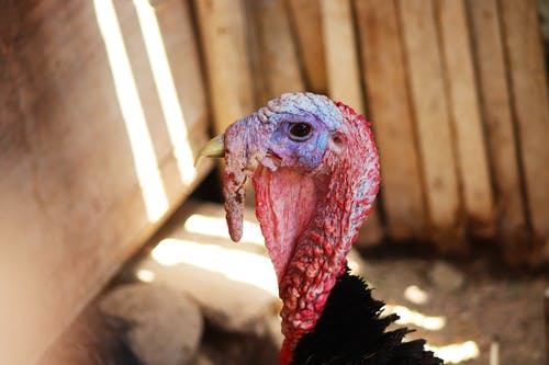 有关动物, 土耳其, 孔雀的免费素材图片