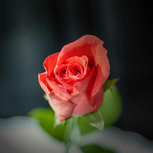 有关模糊背景, 特写, 玫瑰的免费素材图片