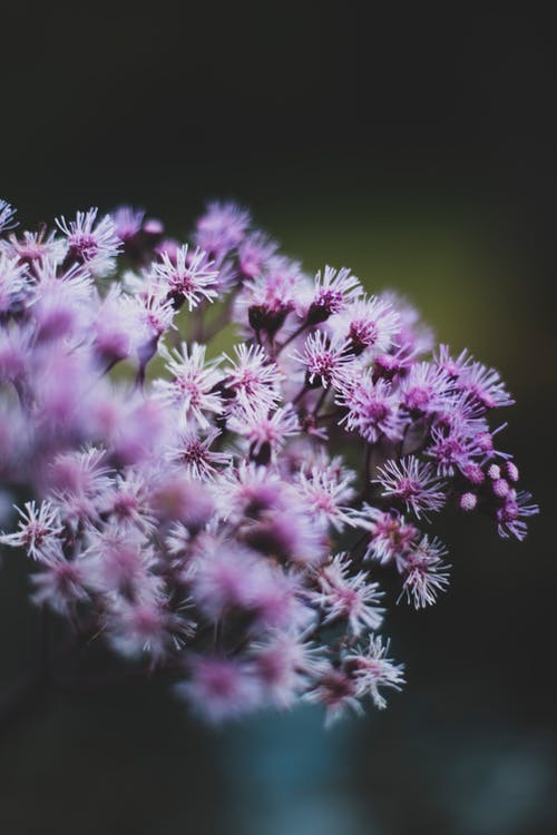 有关垂直拍摄, 增长, 多年生的免费素材图片