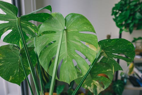 有关monstera deliciosa, 图案, 增长的免费素材图片