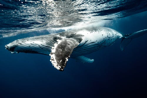 水中的白鲸和黑鲸 · 免费素材图片