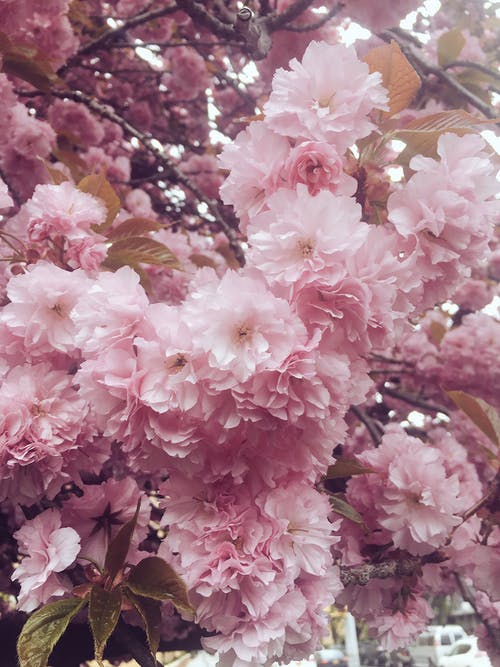 粉红色的花朵，绿色的叶子 · 免费素材图片