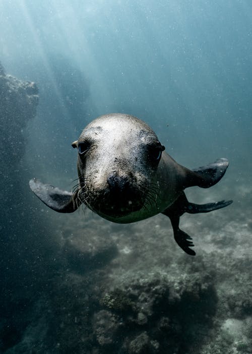 海狮在海里游泳 · 免费素材图片