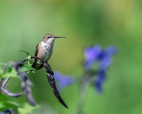有关colibri, 光, 单的免费素材图片