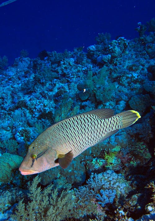 有关圆唇青蟹, 垂直拍摄, 大哥岛的免费素材图片