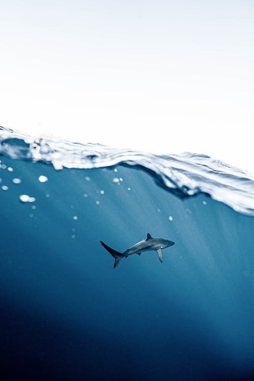 鲨鱼水下照片 · 免费素材图片