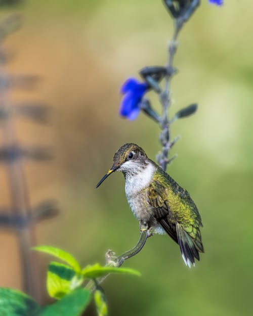 有关colibri, 光, 分公司的免费素材图片