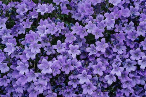 紫色的花朵，绿色的叶子 · 免费素材图片