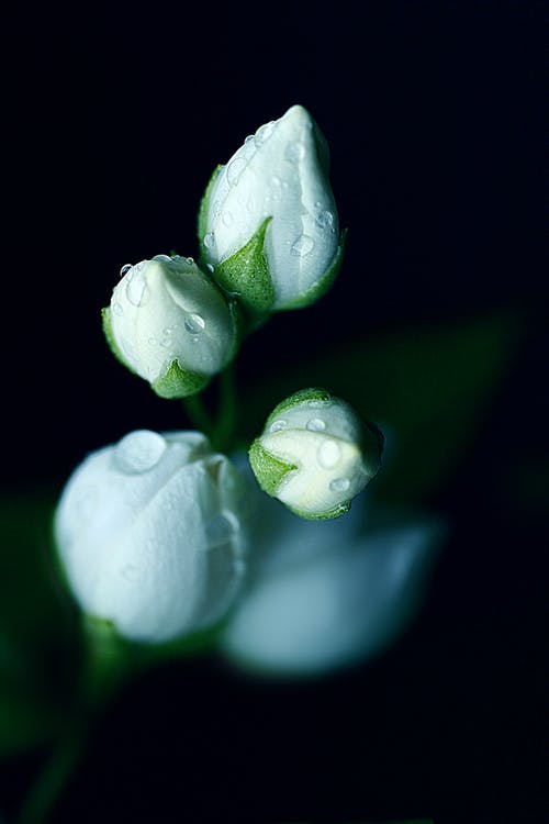 白花与绿色的树叶 · 免费素材图片