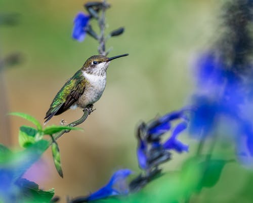 有关colibri, 光, 分公司的免费素材图片