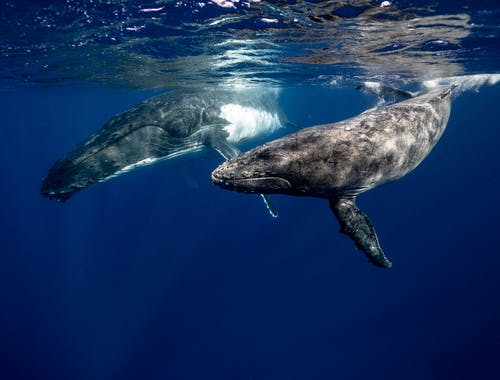 座头鲸水下 · 免费素材图片