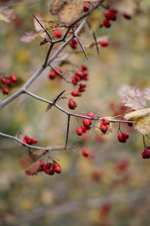 有关乾燥, 分支机构, 垂直拍摄的免费素材图片