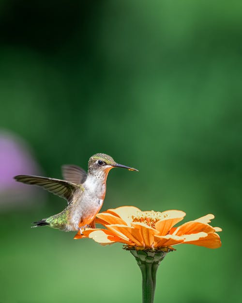 有关colibri, 光, 吃的免费素材图片