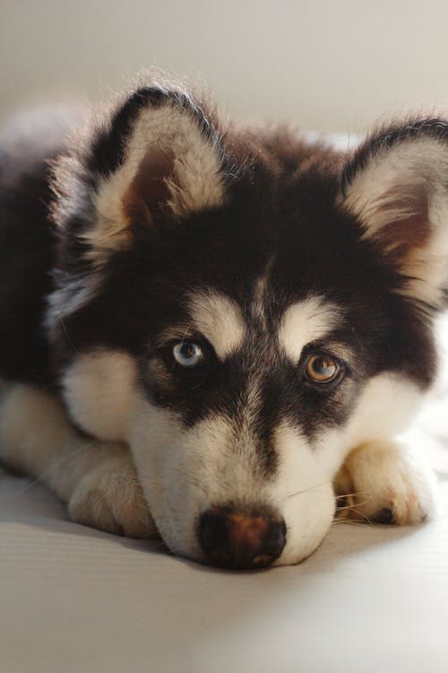 黑色和白色西伯利亚雪橇犬 · 免费素材图片
