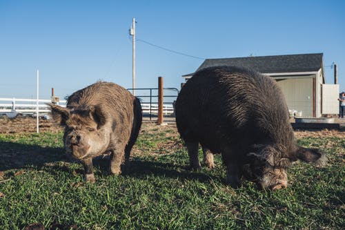 有关公猪, 动物, 动物摄影的免费素材图片
