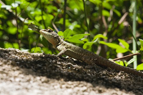 有关侧面图, 动物, 动物摄影的免费素材图片
