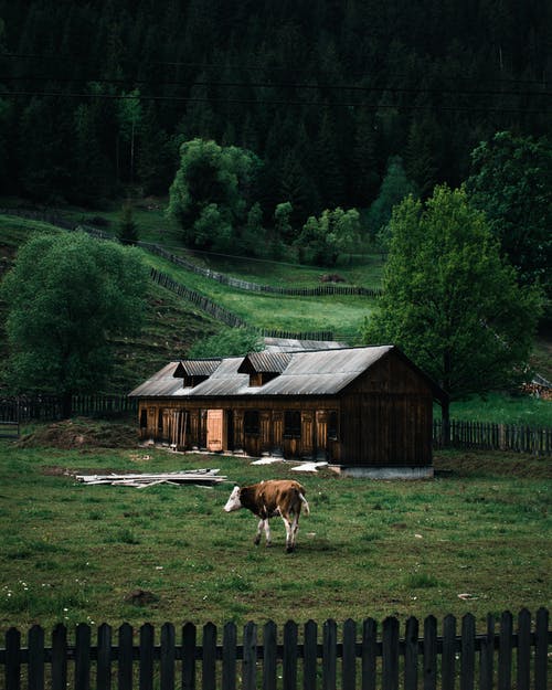 有关哺乳动物, 家畜, 户外的免费素材图片
