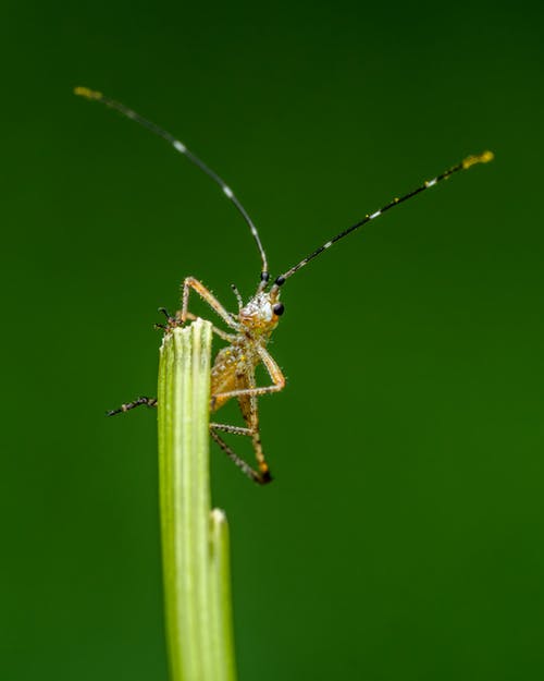 有关元素, 分公司, 动物的免费素材图片