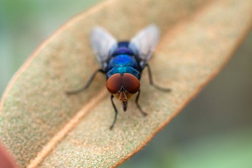 有关双翅目, 微距摄影, 昆虫学的免费素材图片