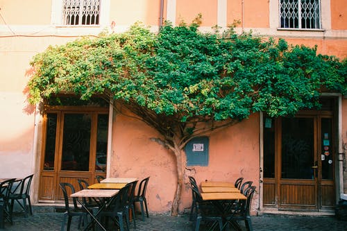 棕色木椅旁边的绿树 · 免费素材图片