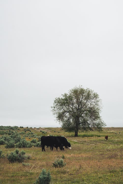 有关冷静, 动物, 吃的免费素材图片