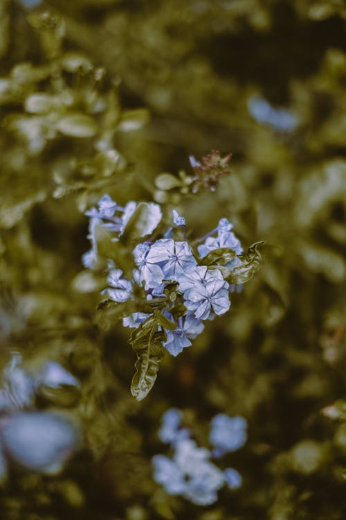 有关cape leadwort, 俯视图, 分公司的免费素材图片