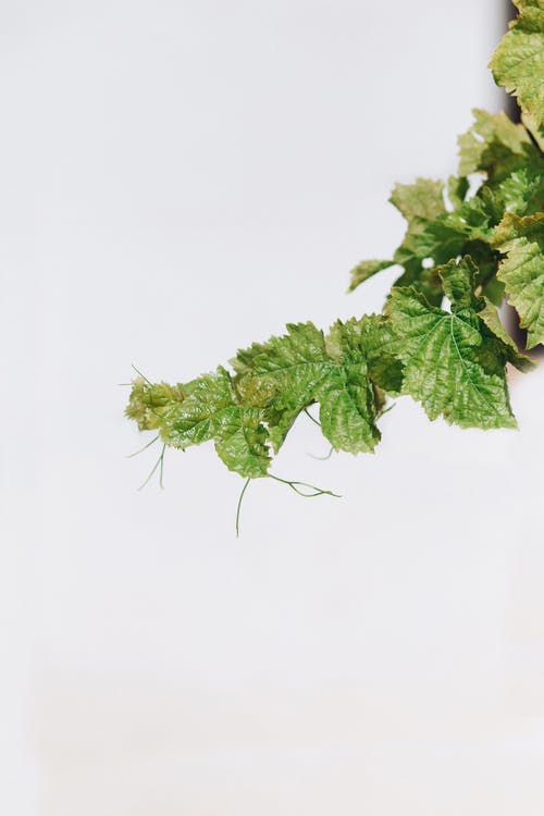 有关垂直拍摄, 工厂, 树叶的免费素材图片