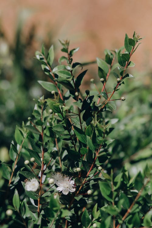 有关垂直拍摄, 工厂, 植物群的免费素材图片