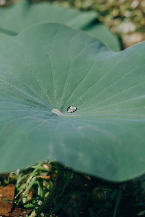 有关垂直拍摄, 水滴, 特写的免费素材图片