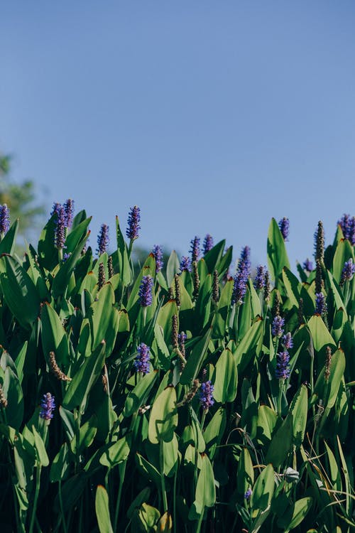 有关pickerelweed, 垂直拍摄, 工厂的免费素材图片