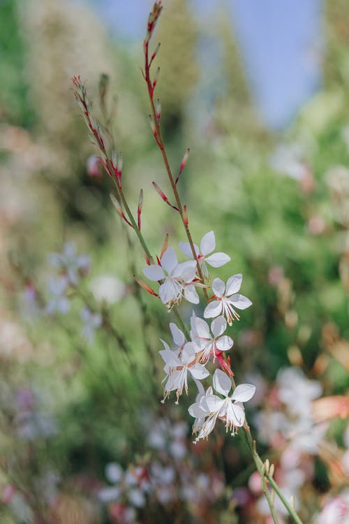 有关垂直拍摄, 宏观, 工厂的免费素材图片