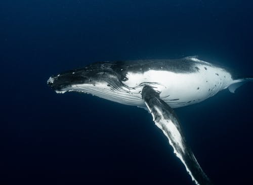 鲸鱼在蓝色的海洋深度 · 免费素材图片