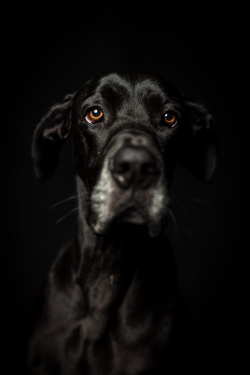 有关动物, 动物肖像, 垂直拍摄的免费素材图片