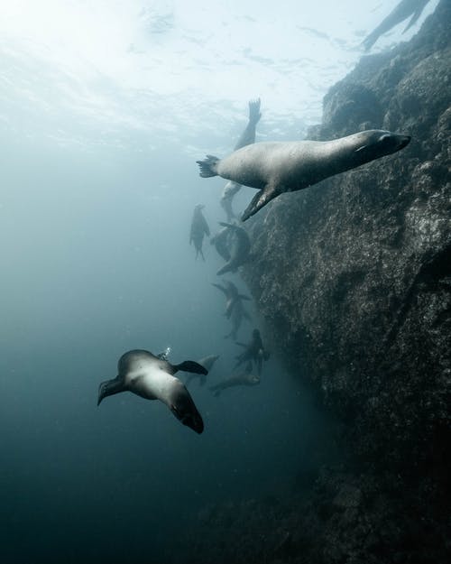 海狮在水下游泳 · 免费素材图片